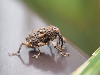 マダラアシゾウムシ（2014年4月30日）