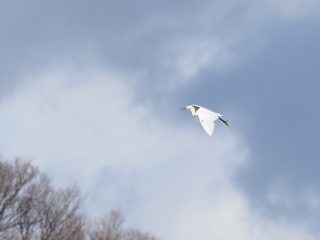 コサギ
