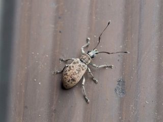ケブカクチブトゾウム（2016年4月28日）