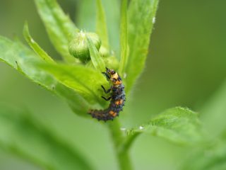 ナナホシテントウ幼虫〔2015年5月4日）