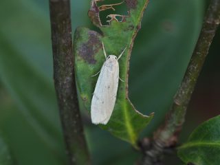 ホシホソバ（1.6cm）
