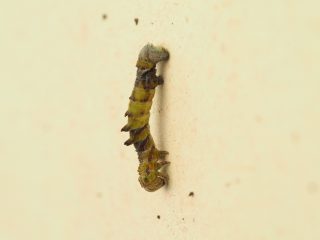 ヒメカギバアオシャク幼虫（2019年4月18日）
