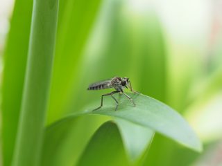 ヒサマツムシヒキ♀