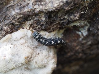 ムラサキアツバ幼虫（2020年9月20日）