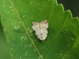 フタテンチビアツバ（1cm）