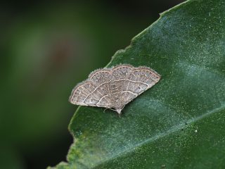 シロスジシマコヤガ（1.2cm）
