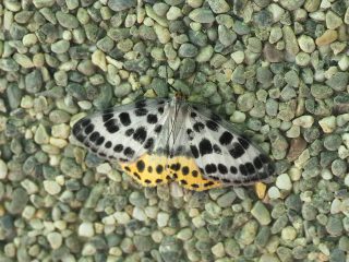 ヒョウモンエダシャク（2018年6月24日）