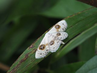 クロスジオオシロヒメシャク
