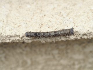 シャクガの仲間？（2019年3月3日）
