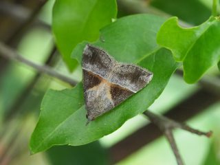 タイワンキシタアツバ（2cm）