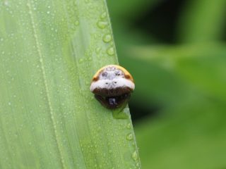 シロオビトリノフンダマシ（2017年7月8日）