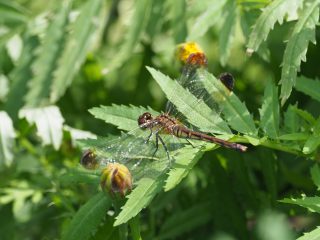 マユタテアカネ♀