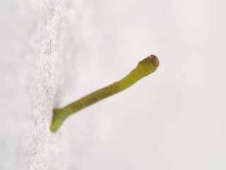 謎のシャクトリムシ