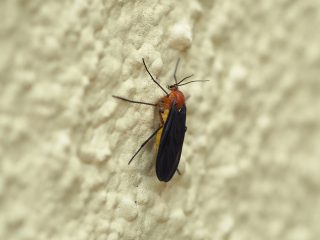 セアカキノコバエ（2015年4月22日）