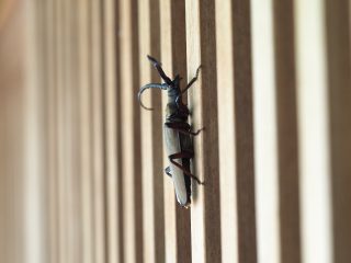 ウスバカミキリ横側（2015年7月30日）