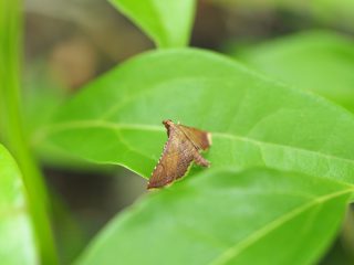 キベリトガリメイガ