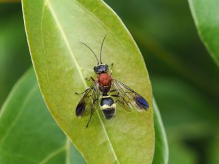 キスジセアカカギバラバチ（2019年6月2日）