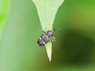 シラホシヒメゾウムシ