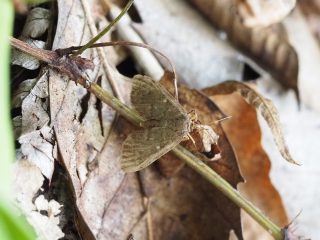 ツチイロノメイガ？（1cm）