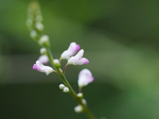 ヌスビトハギ