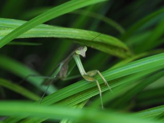 オオカマキリ