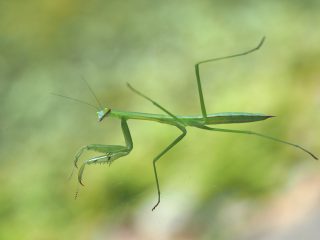 オオカマキリ