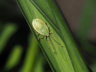 ヘラクヌギカメムシ幼虫（2016年5月5日）