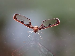 アヤヘリハネナガウンカ（2021年7月12日）