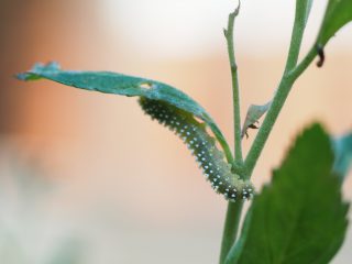 シモツケマルハバチ幼虫（2017年5月23日）