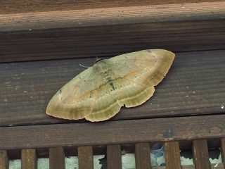 カキバトモエ（2018年5月6日）