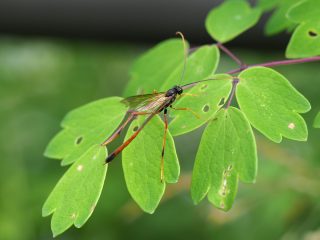 コンボウアメバチ