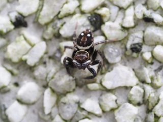 アダンソンハエトリ♂
