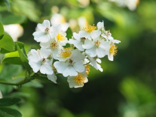ノイバラ（2019年5月17日）
