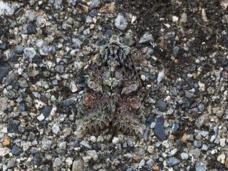 ナカオビキリガ（2.2cm）