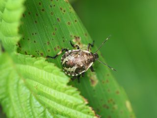 クチブトカメムシ？（幼虫）