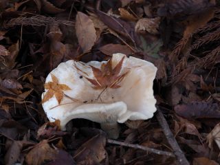 オオイチョウタケ？（高山）（2021年12月10日）
