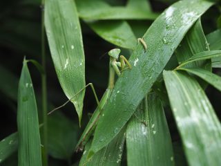 オオカマキリ