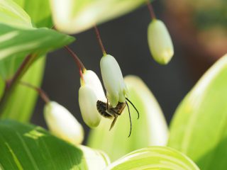 ナルコラン（2017年5月1日）