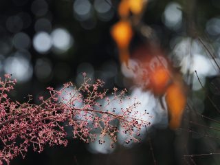 タラノキ（2017年12月15日）