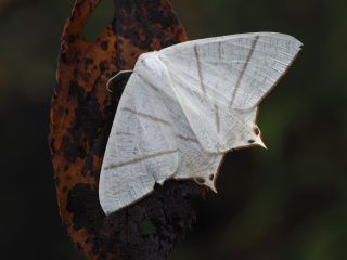 ウスキツバメエダシャク（4.5cm）