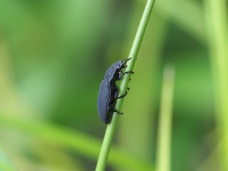 ミツノゴミムシダマシ♀横側（2015年6月17日）