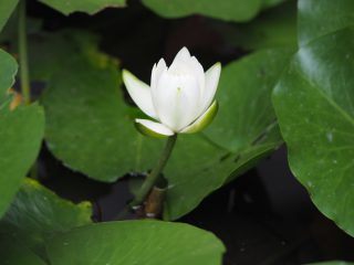 ハス（2015年6月30日）