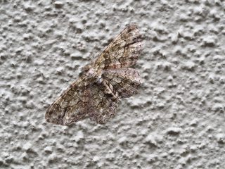 ヒロバウスアオエダシャク♀
