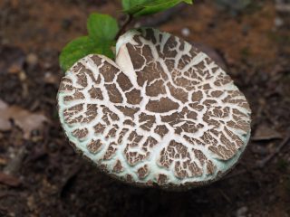 アヤメイグチ（2013年8月4日）
