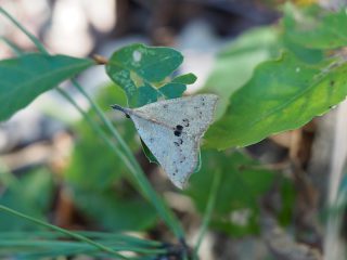 ナミテンアツバ♂（1.5cm）