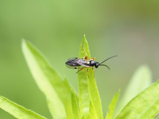 ヒラタアブヤドリヒメバチの仲間（2022年5月17日）