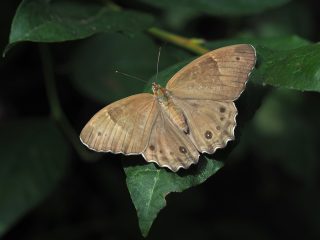 ヒカゲチョウ