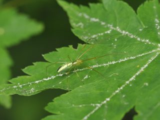 ウロコアシナガグモ♀
