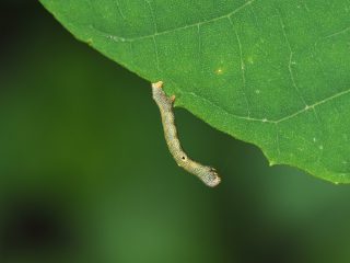 シロテンエダシャク幼虫（2016年5月30日）