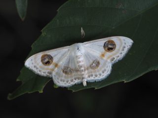 クロスジオオシロヒメシャク